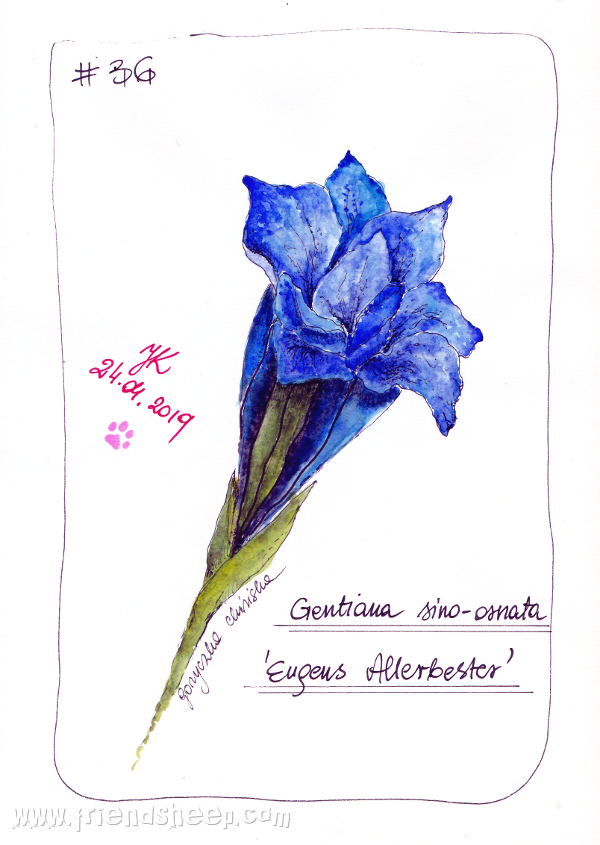 100 flowers in colour